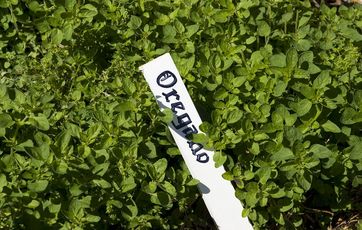 oregano
