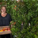 Charlotte er bidt af en gal tomat