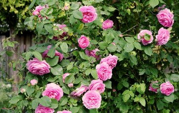 Maidens Blush roser.