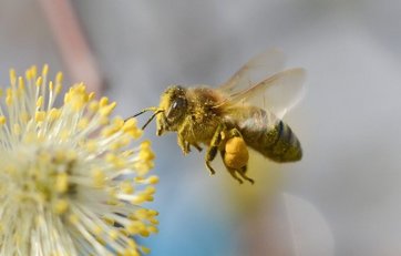 Nærbillede af honningbi ved blomst
