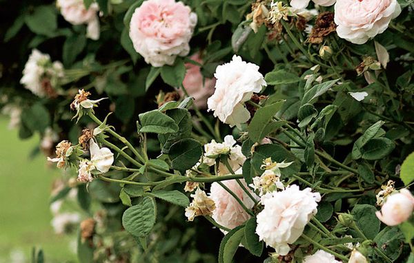 Rosenbusk blomstrer hele sommeren