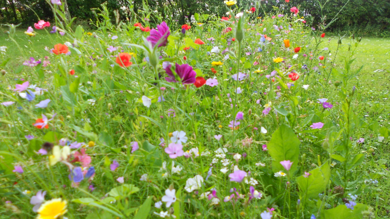 Gratis frøpose med vilde blomster