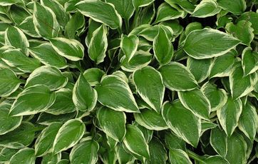 Hosta i surbundsbed