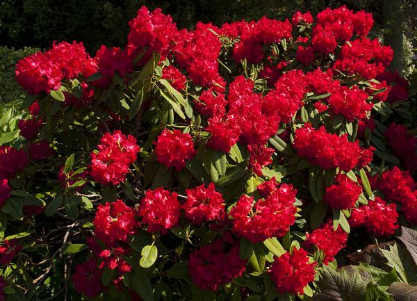 En nem blomsterbusk