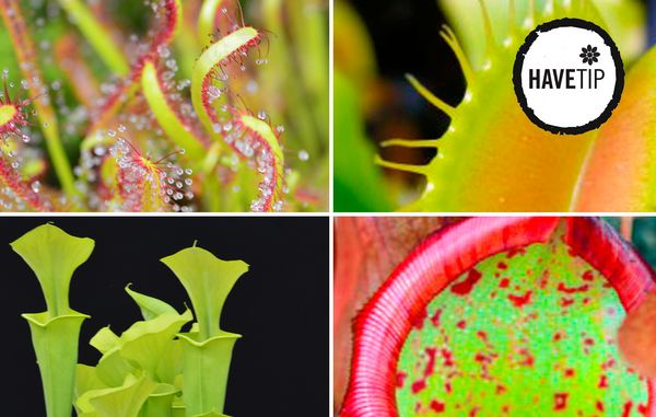 Er du træt af at have de traditionelle planter i vindueskarmen? Skift dem ud med kødædende planter, som både er smukke og eksotiske.
Foto: Stock.xchng, dr yew
Foto: Jesper Carl Cortitzen