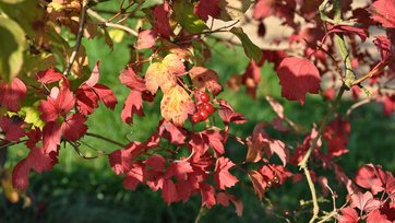Kvalkved, Viburnum opulus