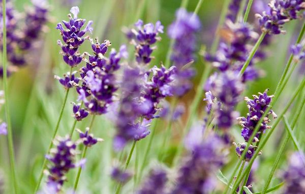 Lavendel kan med fordel plantes i krukker.