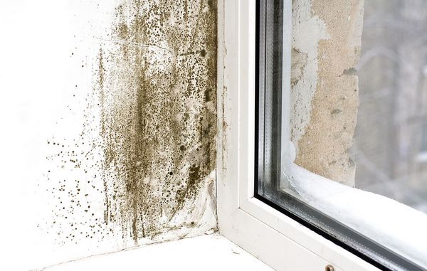 sådan finder du ud af om der er skimmesvamp i huset. Vindue med skimmelsvamp.