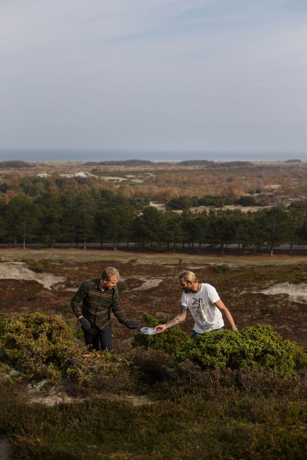 Jakob Kjærgaard og Thøger Dixgaard plukker enebær af enebærbuske