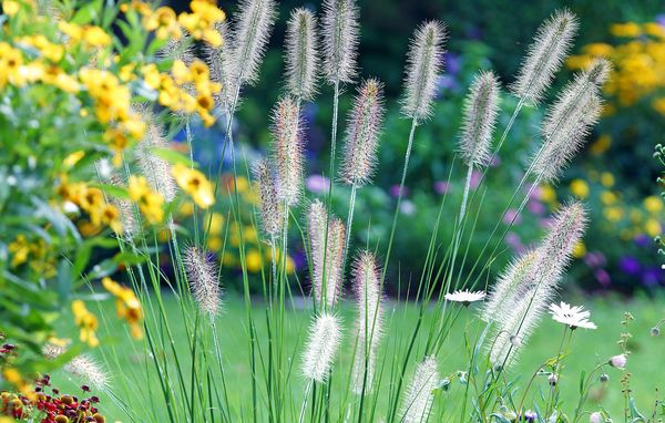 Blomster i haven
