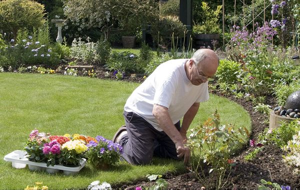 De planter, som du gerne vil se blomstre i løbet af sommeren, kan du sætte i jorden fra midten af maj.