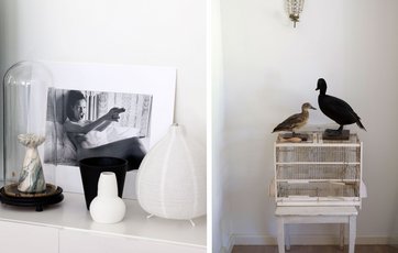 hvidt fotografi og udstoppede fugle