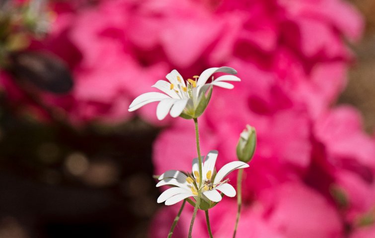 Blomster på plante stor fladstjerne
