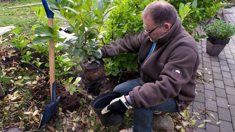 Hvornår skal jeg plante hæk?