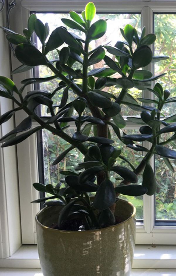 Mellemstort paradistræ (Crassula ovata)