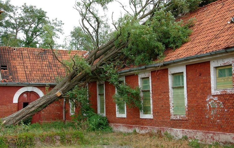 Stort træ er væltet og har gjort skade på rødt murstenshus