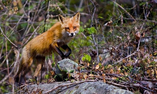 ræv i skov gene husejer