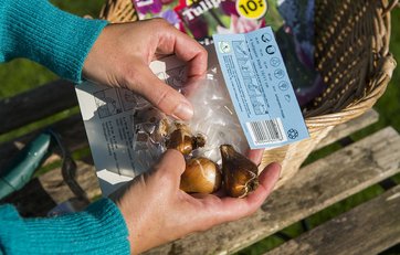 Pose med tulipanløg Du kan købe tulipanløg på nettet, i supermarkedet eller i havecenteret.