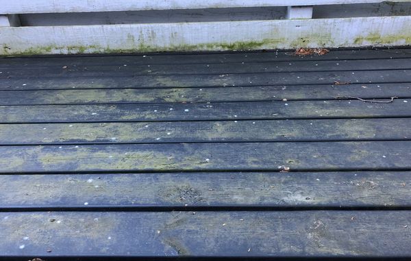 Alger på træterrasse Grønne alger på træterrassen
