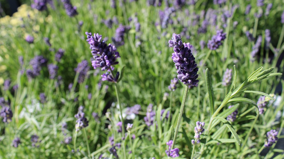 Lavendel