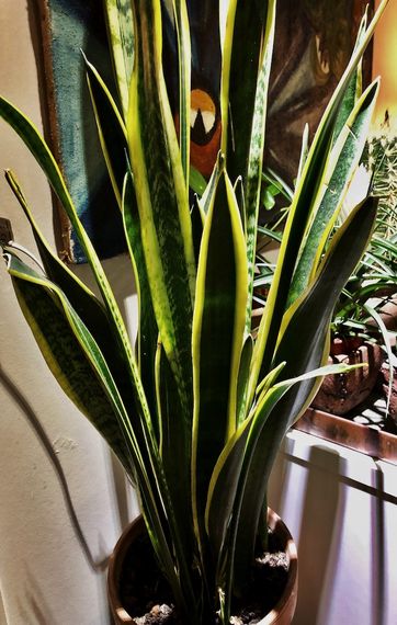 Planten svigermors skarpe tunge i brun lerpotte