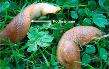 Dræbersneglens fodbræmme er orange/orangebrun.
Foto: Naturstyrelsen