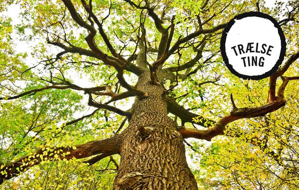 Hvis du mener, at naboens træ er til fare for din sikkerhed, og naboen ikke er til at tale med, er din eneste mulighed at føre en civil retssag mod naboen.
Foto: Bigstock.com