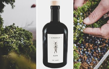 Sådan ser enebær ud i Anholts natur, inden de bliver til Anholt Gin.