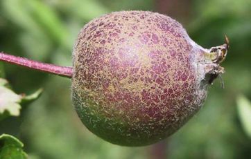 æblemeldug plantesygdom