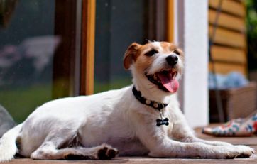 Lille hund liggende på en terrasse. Lille hund liggende på en terrasse.