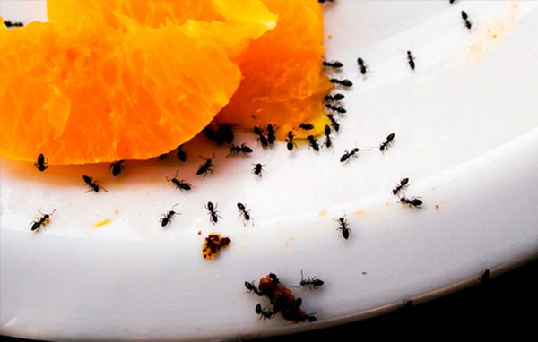 Sorte myrer spiser af en appelsin Sorte myrer spiser af en appelsin
