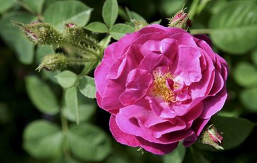 Pink rose i blomst samt blomsterknopper