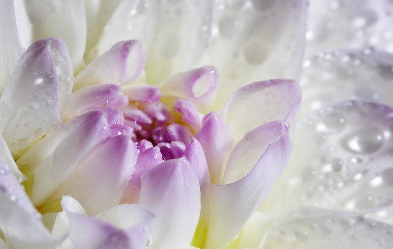 Georginer eller dahlia kan spises og bruges i madlavning