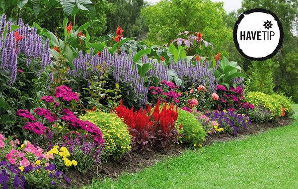 Blomster i haven hele sommeren