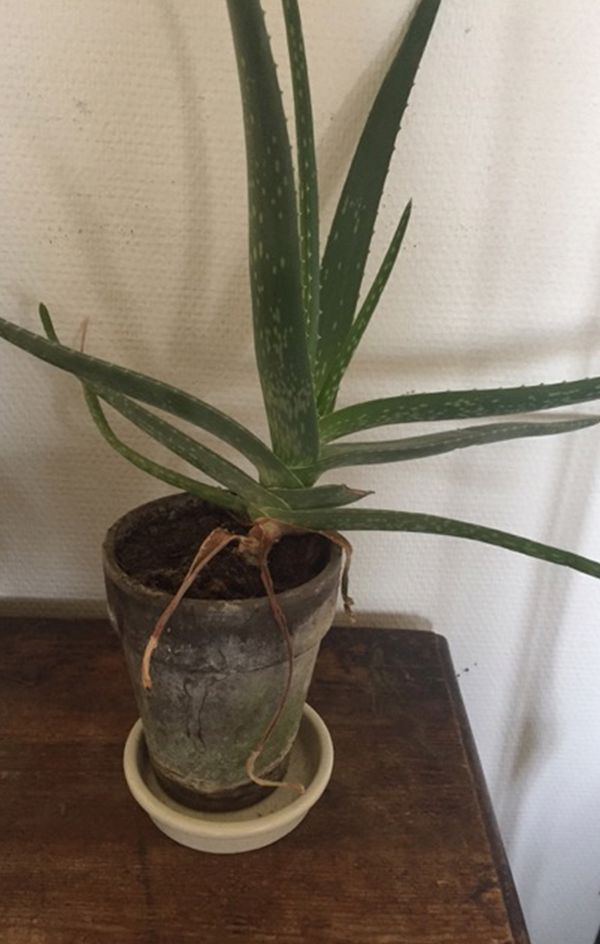 Nærbillede af planten Aloe vera