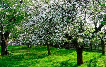 Blomstrende æbletræer i en grøn lund Blomstrende æbletræer i en grøn lund