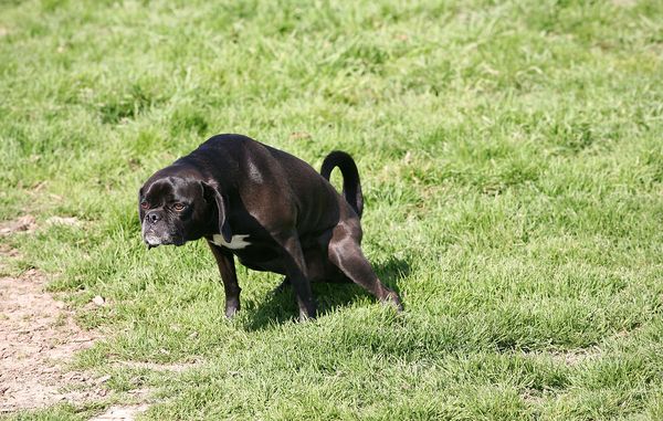 hund skider i haven