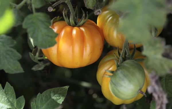 Sådan undgår du tomatsygdomme