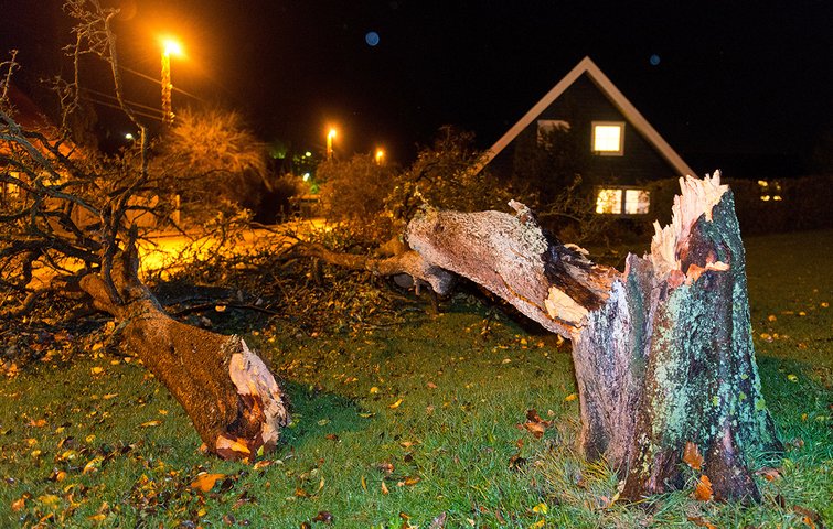 Vil mit træ vælte i stormen?