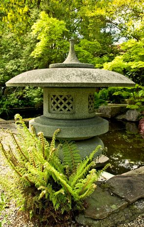 Japansk stenlygte og bregner af arten Divisilobum.