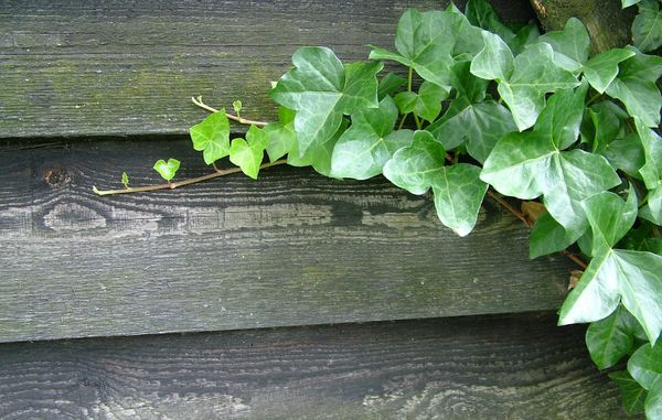Klatreplanter kan ødelægge din træfacade, da den gror ind gennem sprækkerne og danner grobund for fugt og skimmel.