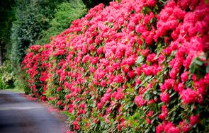 Rhododendron-buske giver en frodig og farverig hæk.