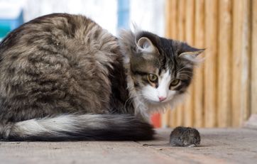 Tag fx musen med udenfor og ros katten - så er der mulighed for, at den går derud med musen næste gang.