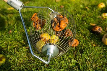 Rådne æbler i æbleopsamler