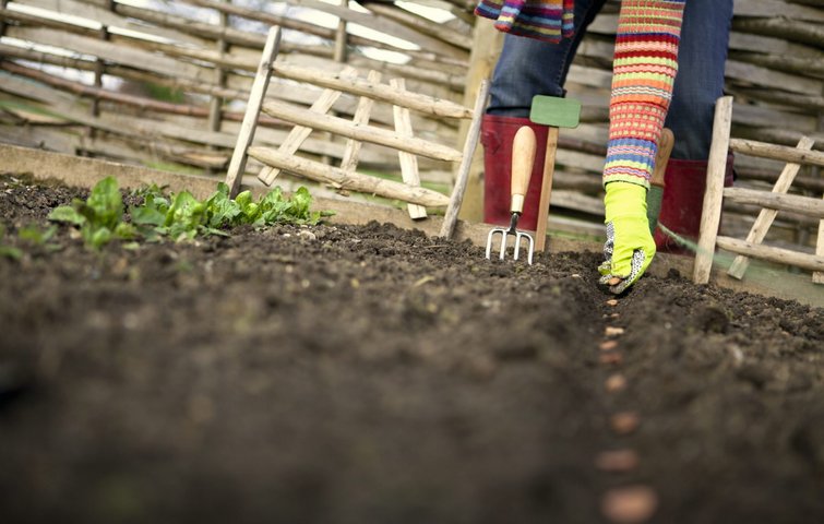 Der skal normalt være 8-10 grader varmt i en længere periode, før du begynder at så frø i køkkenhaven.