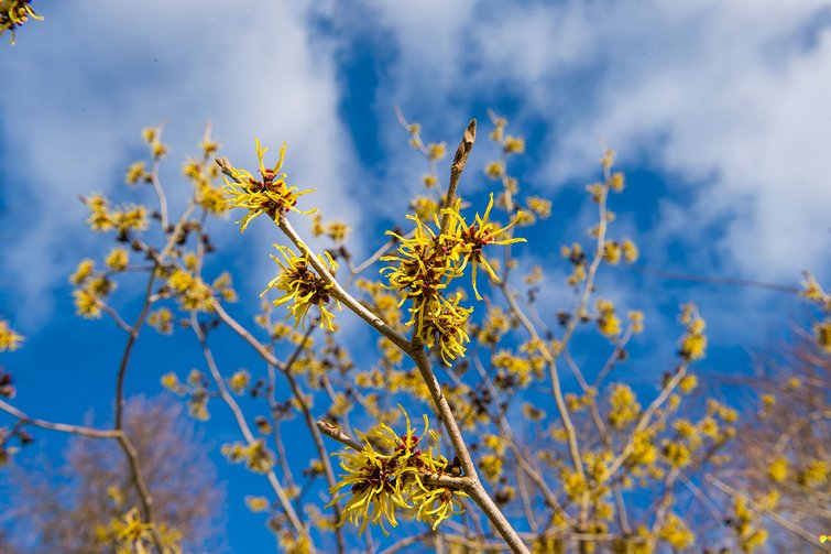 Troldnød, hamamelis x intermedia