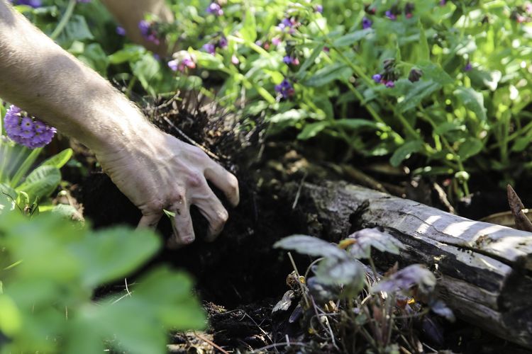 udplantning