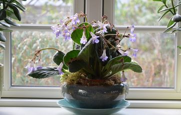 Spiralfrugt i blå potte. Planten har store grønne blade og trompetformede, violette blomster.
