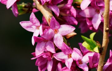 Blomstrende pebertræ