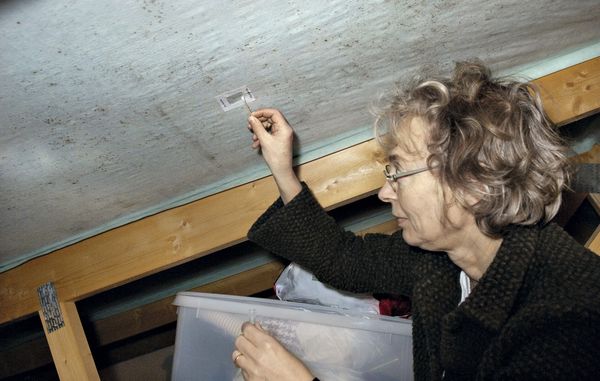 Hvordan dækker forsikringen ved råd- og svampeskader?